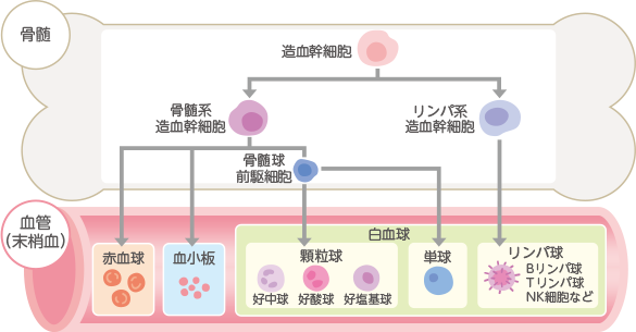 再生不良性貧血 とは 再生不良性貧血 ナビ 協和キリン