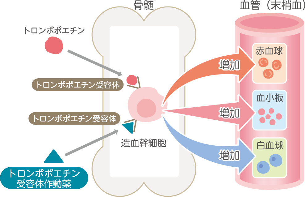 血球分化図