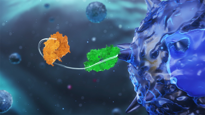 動画：バイスペシフィック抗体（T cell engager）