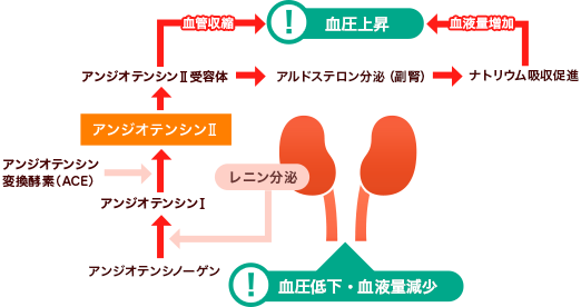 腎臓と血圧の関係 腎臓機能低下と高血圧 知ろう ふせごう 慢性腎臓病 Ckd