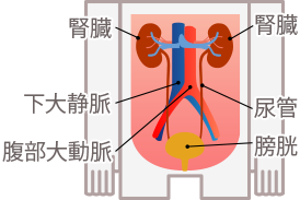 腎臓は“あなたの体を正常な状態に保つ” 働きをもつ、大切な臓器です。