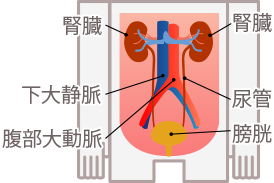 腎臓ってどんな働きをしている 知ろう ふせごう 慢性腎臓病 Ckd