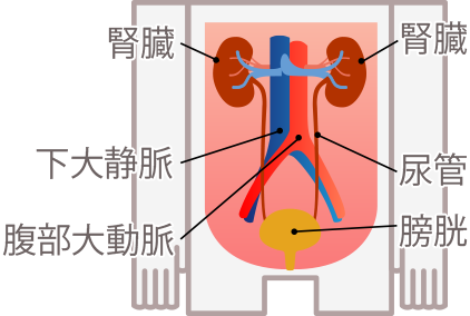 腎臓ってどんな働きをしている 知ろう ふせごう 慢性腎臓病 Ckd