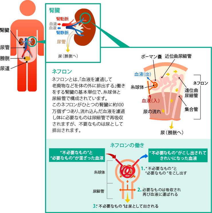 腎臓ってどんな働きをしている 知ろう ふせごう 慢性腎臓病 Ckd