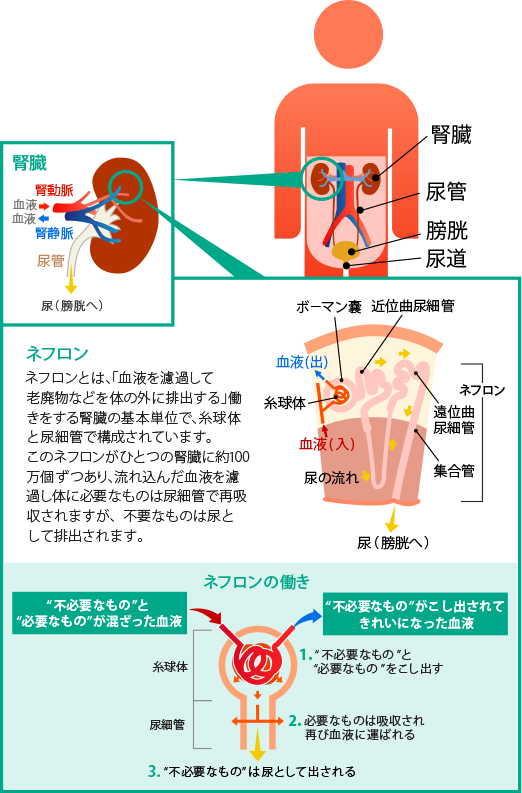 腎臓ってどんな働きをしている 知ろう ふせごう 慢性腎臓病 Ckd