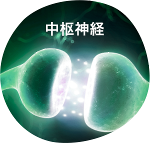中枢神経