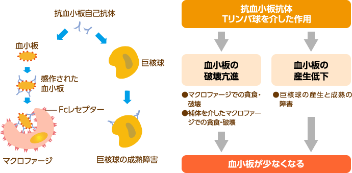 特発性血小板減少性紫斑病（ITP）における血小板減少の機序