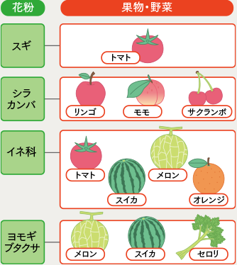 主な花粉と交差反応性が報告＊されている果物・野菜