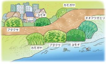 図:身近な植物の花粉