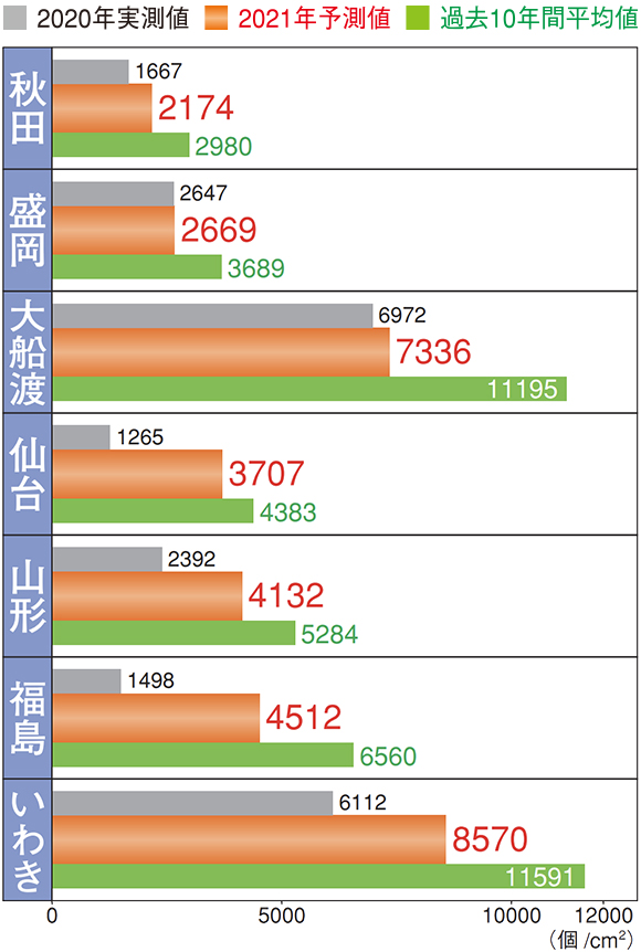 秋田：2020年実測値1667個/平方cm,2021年予測値2174個/平方cm,過去10年間平均値2980個/平方cm、盛岡：2020年実測値2647個/平方cm,2021年予測値2669個/平方cm,過去10年間平均値3689個/平方cm、大船渡：2020年実測値6972個/平方cm,2021年予測値7336個/平方cm,過去10年間平均値11195個/平方cm、仙台：2020年実測値1265個/平方cm,2021年予測値3707個/平方cm,過去10年間平均値4383個/平方cm、山形：2020年実測値2392個/平方cm,2021年予測値4132個/平方cm,過去10年間平均値5284個/平方cm、福島：2020年実測値1498個/平方cm,2021年予測値4512個/平方cm,過去10年間平均値6560個/平方cm、いわき：2020年実測値6112個/平方cm,2021年予測値8570個/平方cm,過去10年間平均値11591個/平方cm