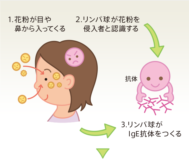 花粉症のメカニズム 花粉症ナビ