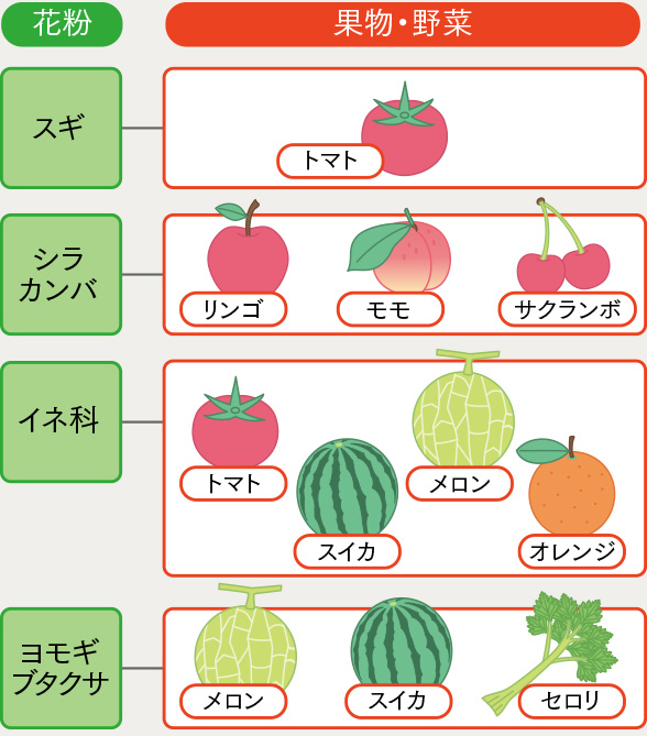 メロン アレルギー 症状