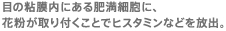 目の粘膜内にある肥満細胞に、花粉が取り付くことでヒスタミンなどを放出