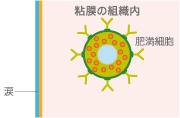 粘膜の組織内 肥満細胞