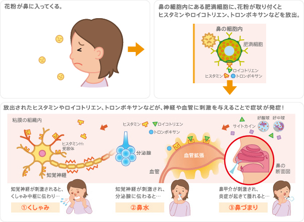 喉 かゆい 花粉