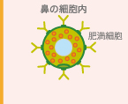 鼻の細胞内 肥満細胞