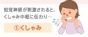 1.くしゃみ 知覚神経が刺激されると、くしゃみ中枢に伝わり…