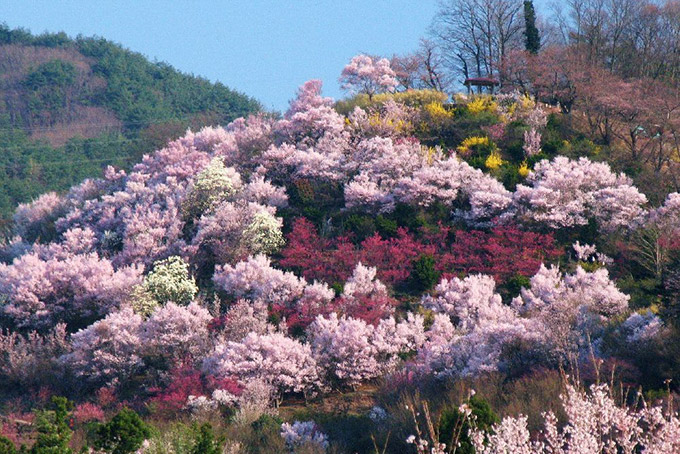 福島県｜花見山