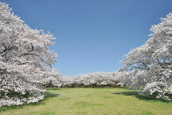 東京都|国営昭和記念公園