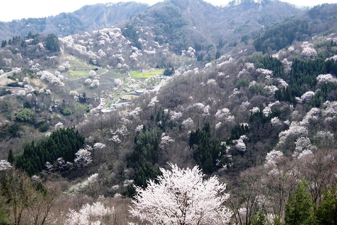 長野県｜陸郷の山桜（桜仙峡）