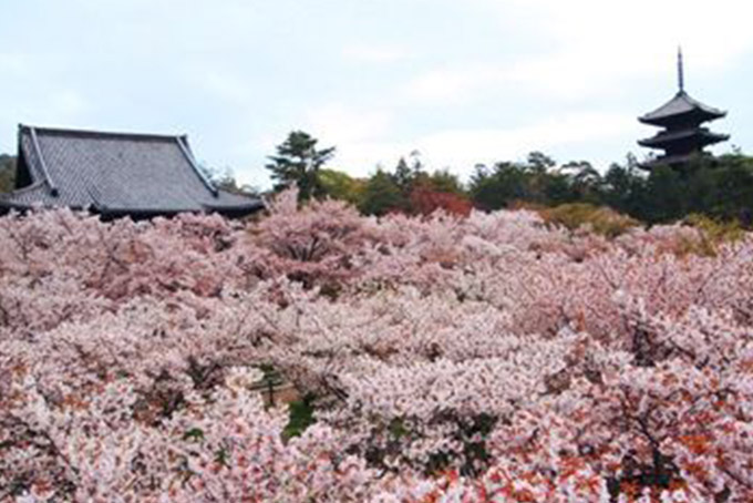 京都府|仁和寺(御室桜)