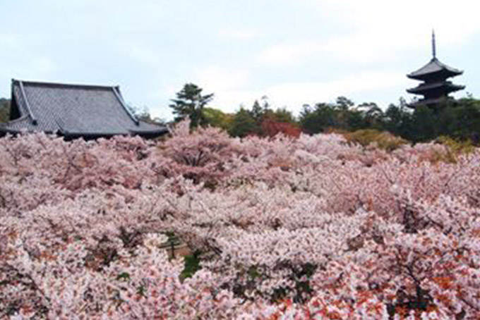 京都府｜仁和寺（御室桜）