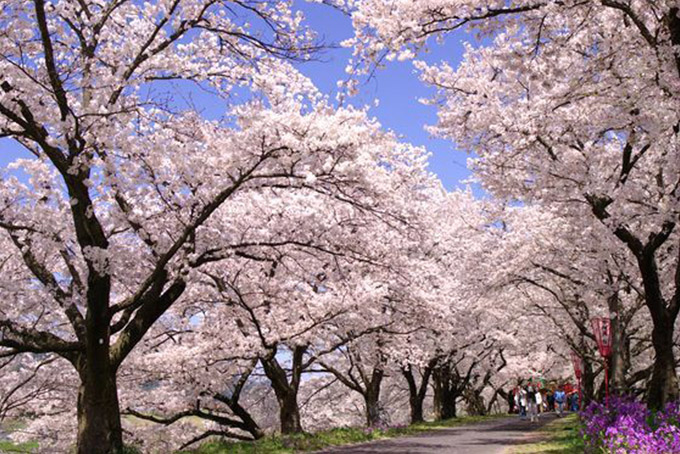 島根県|斐伊川堤防桜並木
