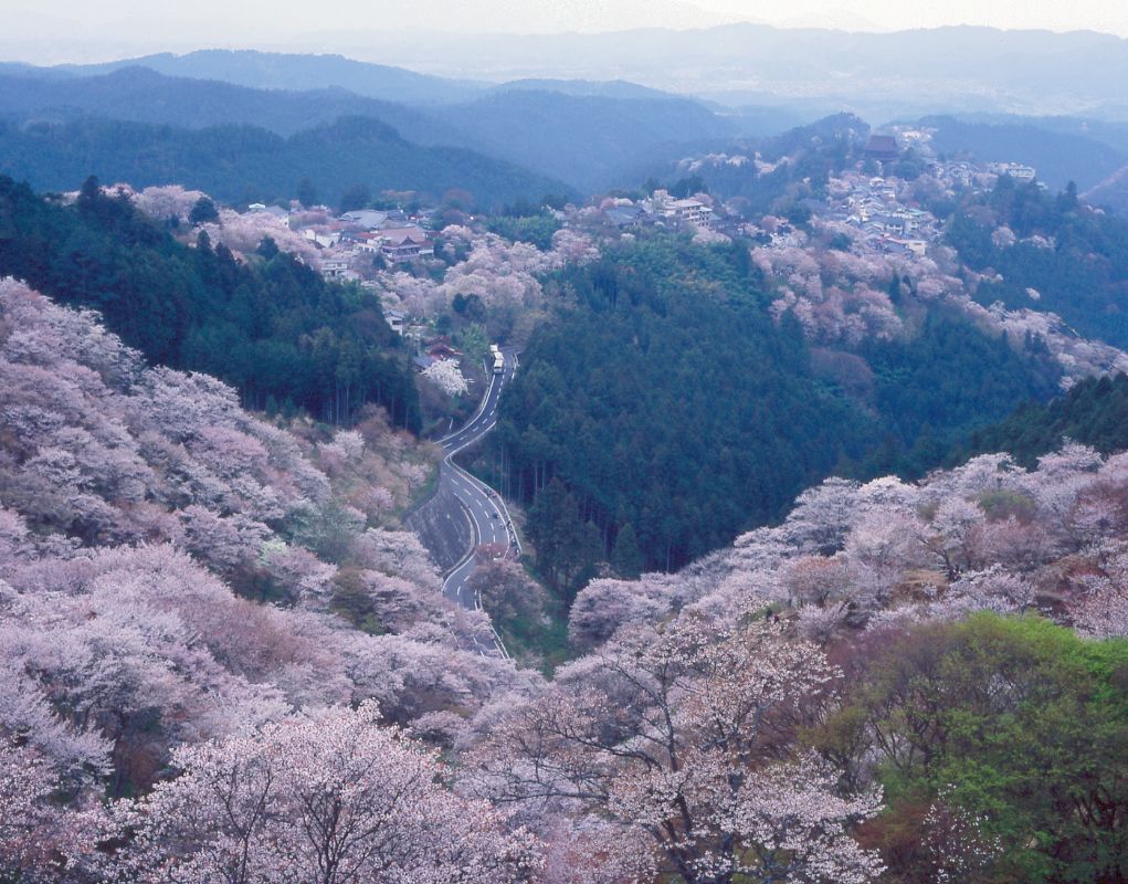 奈良｜日本一のさくらの里・吉野山をめぐる道