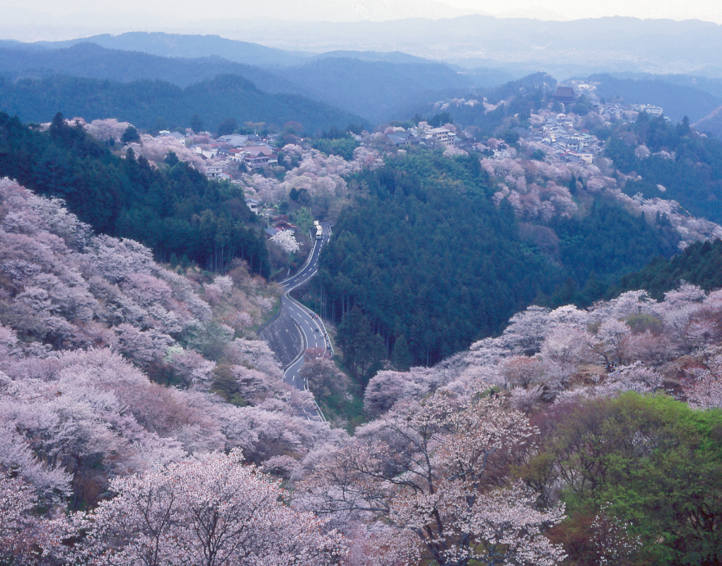 奈良|日本一のさくらの里・吉野山をめぐる道