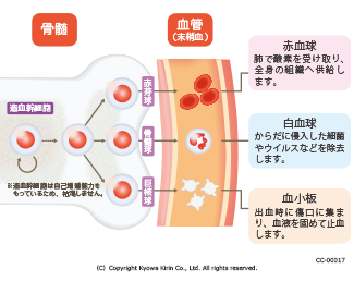 造血幹細胞→赤芽球→赤血球 肺で酸素を受け取り、全身の組織へ供給します。 造血幹細胞→骨髄球→白血球 からだに侵入した細菌やウイルスなどを除去します。 造血幹細胞→巨核球→血小板 出血時に傷口に集まり、血液を固めて止血します。 ※造血幹細胞は自己増殖能力を持っているため、枯渇しません