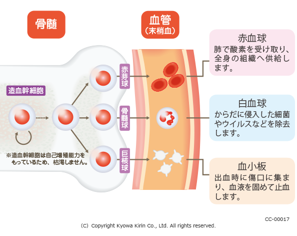 骨髄 異 形成 症候群 高齢 の 父 今 も 元気