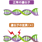 正常の遺伝子 遺伝子の変異（＋）