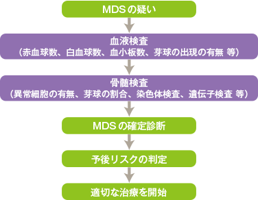 MDSの疑い→血液検査(赤血球数、白血球数、血小板数、芽球の出現の有無 等)→骨髄検査(異常細胞の有無、芽球の割合、染色体検査、遺伝子検査 等)→MDSの確定診断→予後リスクの判定→適切な治療を開始
