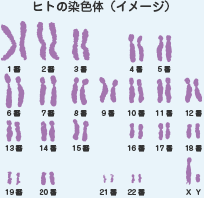 ヒトの染色体(イメージ)