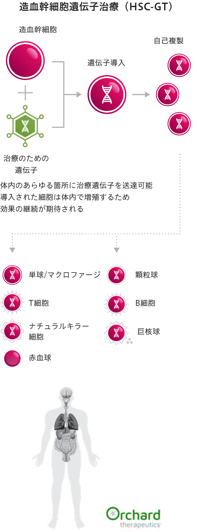 造血幹細胞遺伝子治療（HSC-GT）（造血幹細胞＋治療のための遺伝子→遺伝子導入→自己複製→単球/マクロファージ/顆粒球/T細胞/B細胞/ナチュラルキラー細胞/巨核球/赤血球）体内のあらゆる箇所に治療遺伝子を送達可能導入された細胞は体内で増殖するため効果の継続が期待される
