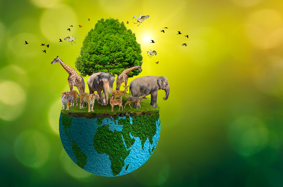 SDGsと動物の保護|生物多様性の重要性と今日からできること